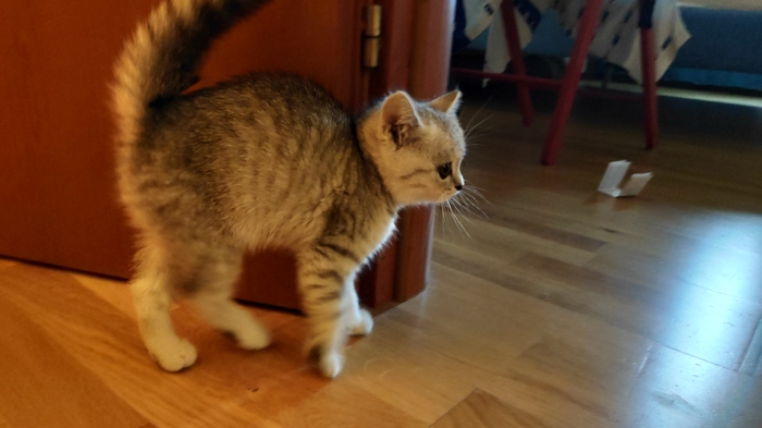 Потеряшка. Уже нет.