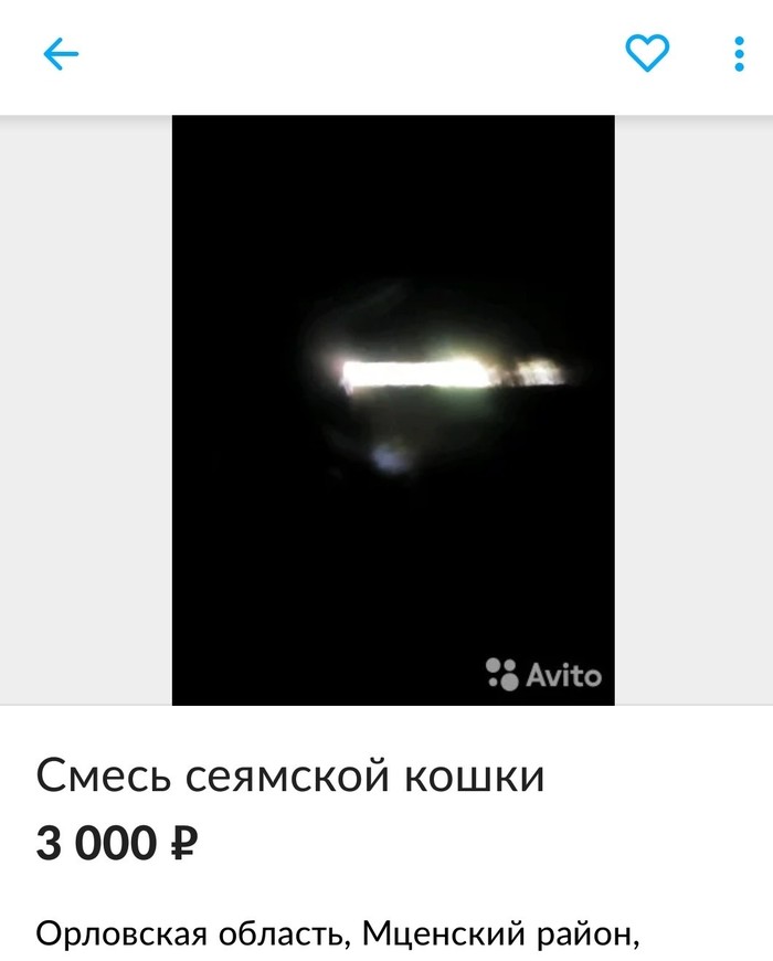 Смесь сеямской кошки ннада? Вы взгляните на эту милоту!