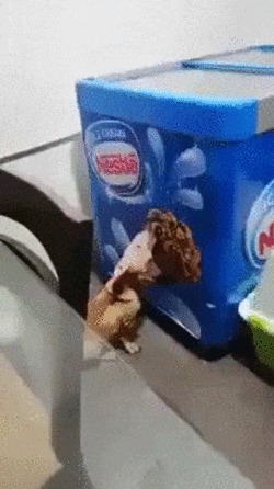 Когда хозяин зажал вкусняшку Собака, Домашние животные, Мороженое, Холодильник, Облизывание, Видео, Гифка