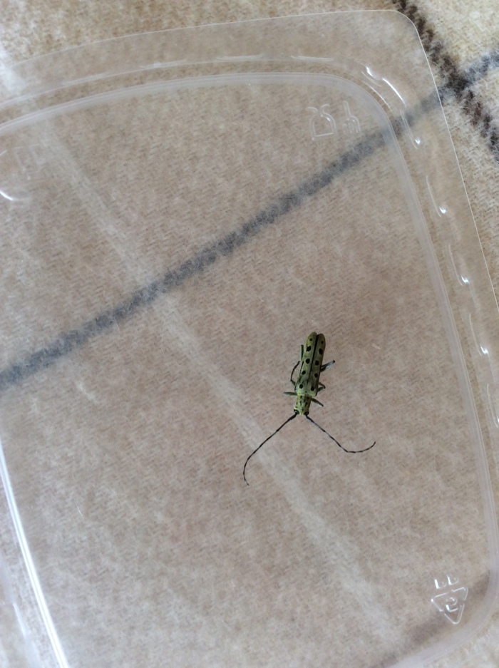 Что за зверь?