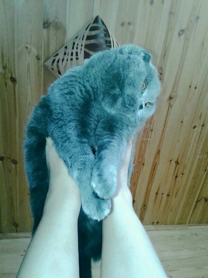 I sit high :) - My, Catomafia, cat, Foreshortening, The bone is fluffy, Pets, Pets, Support