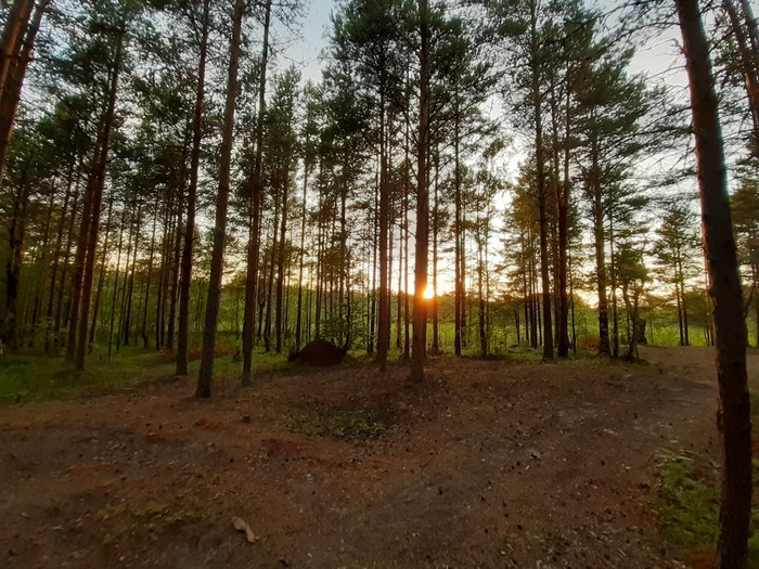 Severodvinsk, about. Jagry - My, Forest, First post, Sunset, Jagry