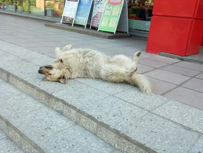 How a stray dog ??became the star of the city - Dog, Pinery, Milota, Leningrad region, Longpost, The photo