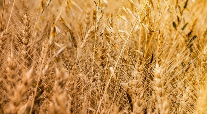 Russian gold - My, Landscape, Field, The photo