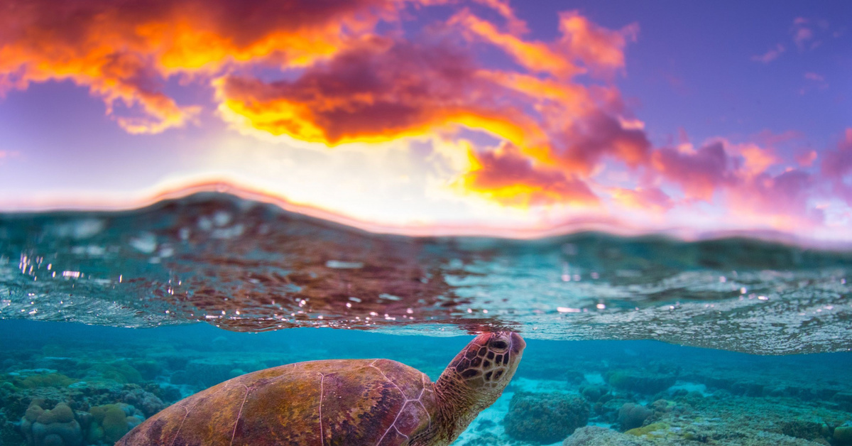 Нектон черепахи. Черепаха бисса. Морская черепаха. Морская черепаха сбоку. Черепаха океаническая.