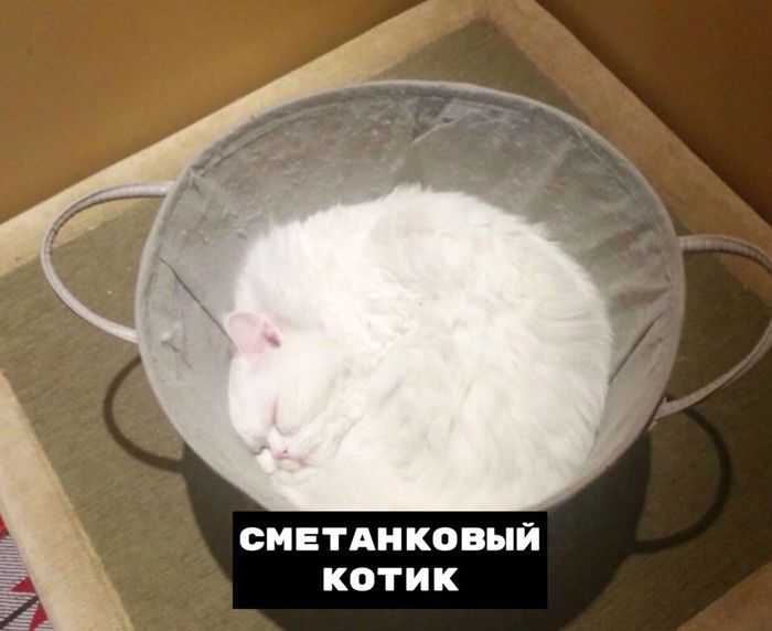 Классификация жидКОТстей | Пикабу