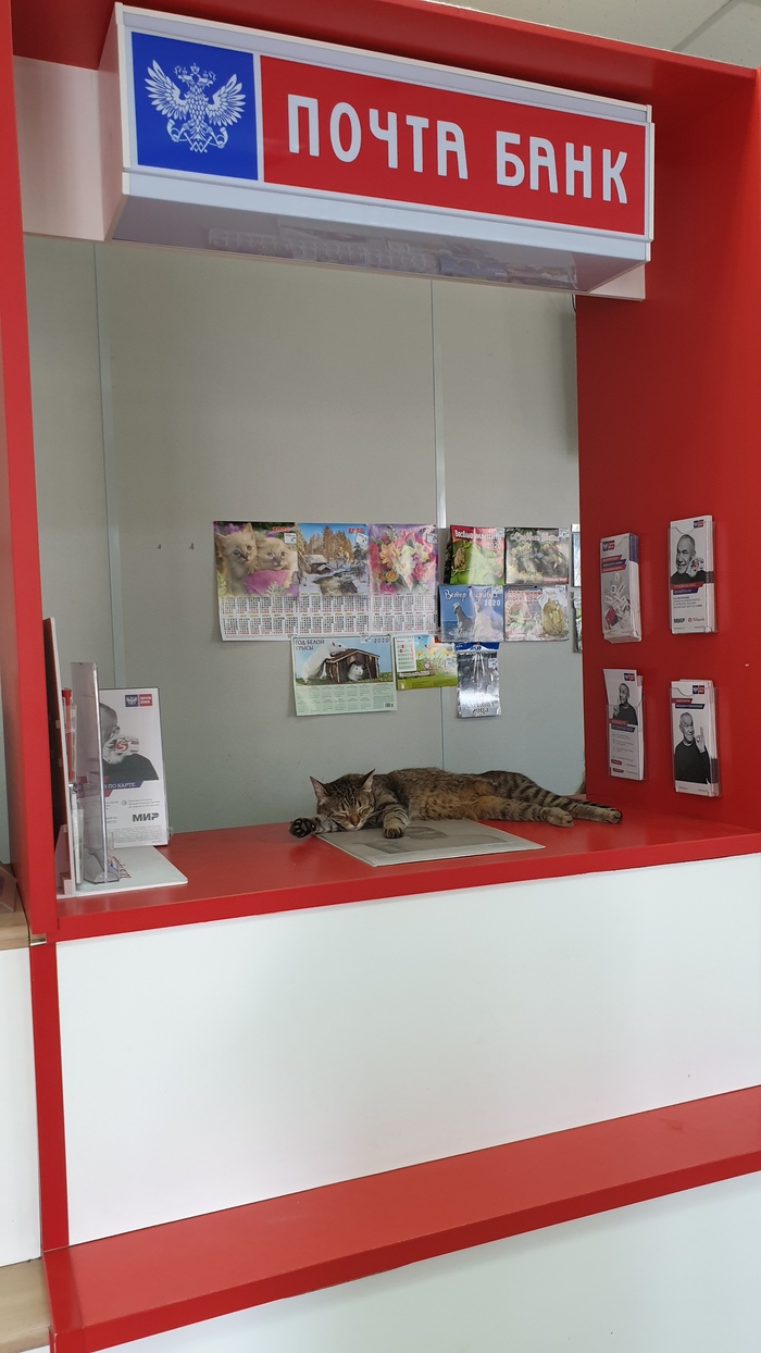 Employee of the Year - My, cat, Post office, Post Bank, , Best Employee