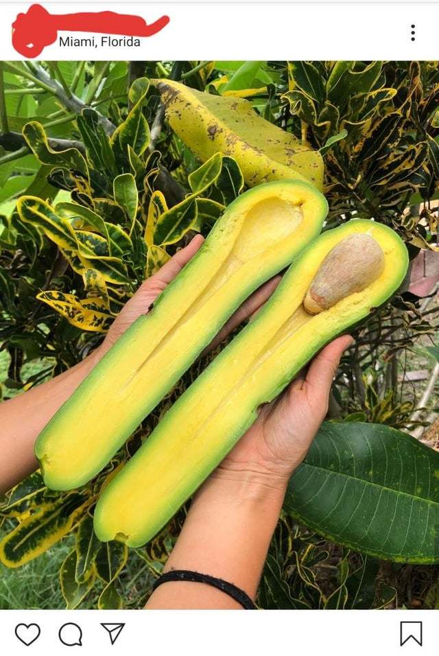 It's just a long avocado - Reddit, Interesting, Unusual, Avocado, Long, The photo, Nature, From the network