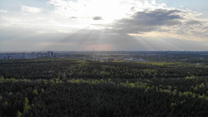 Rzhevsky forest park from above - My, The photo, Rzhevsky forest park, Quadcopter, Saint Petersburg