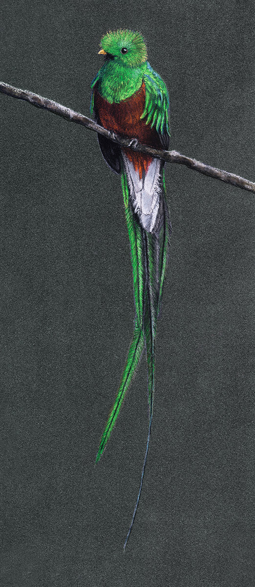 Quezal - My, Drawing, Pastel, Birds, Quezal, Art, Animalistics