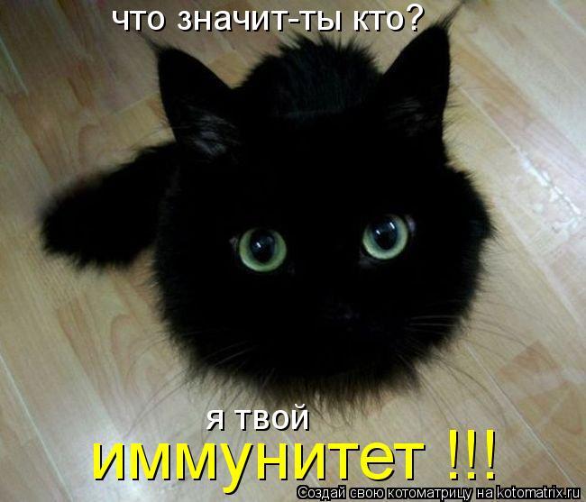 Котоматрица - Моё, Кот, Котоматрицы, Длиннопост, Творчество, Юмор, Немного поржать, Авторское