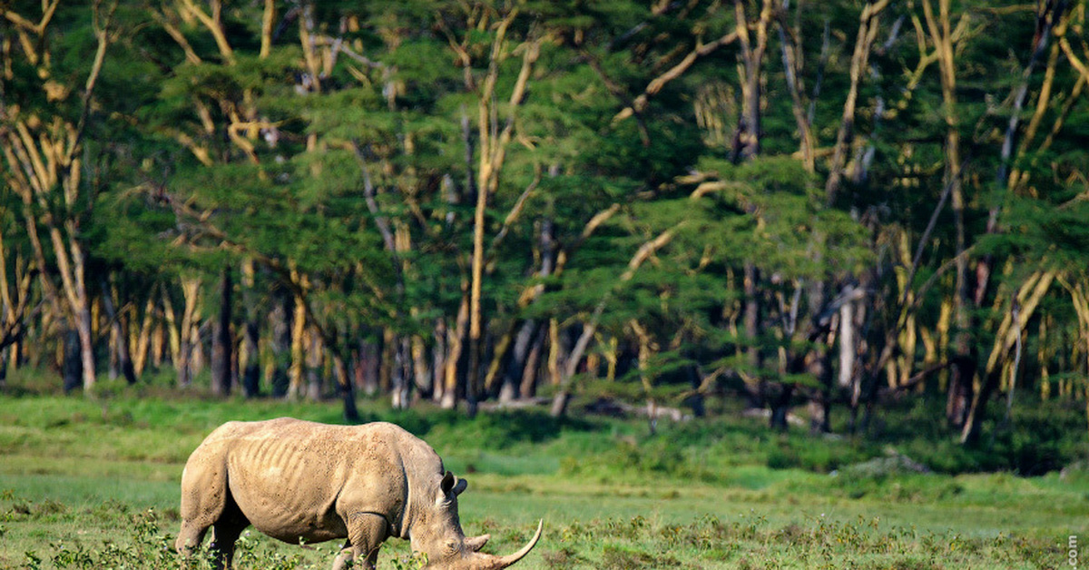 Носороги буйволы слоны обитают. Большая пятерка Африки сафари. Большая пятерка Африки сафари охота. Слон буйвол носорог Лев леопард.