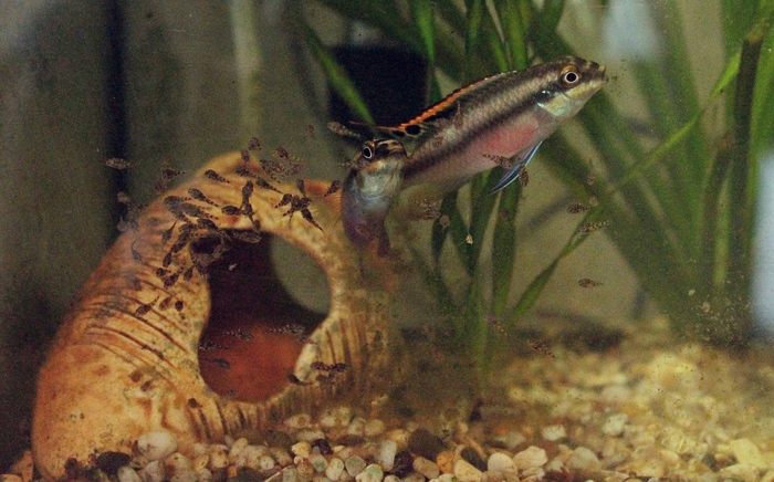 Pelvicochromis, young parents - The photo, My, Longpost, Hobby