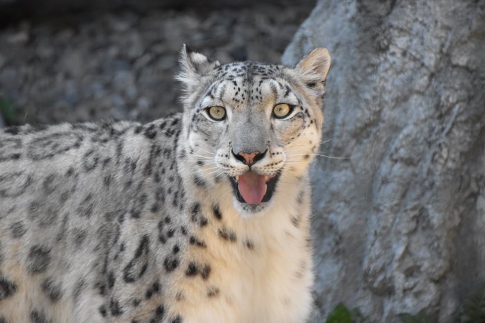 Need more cats. - Snow Leopard, cat, Japan, Zoo, Catomafia