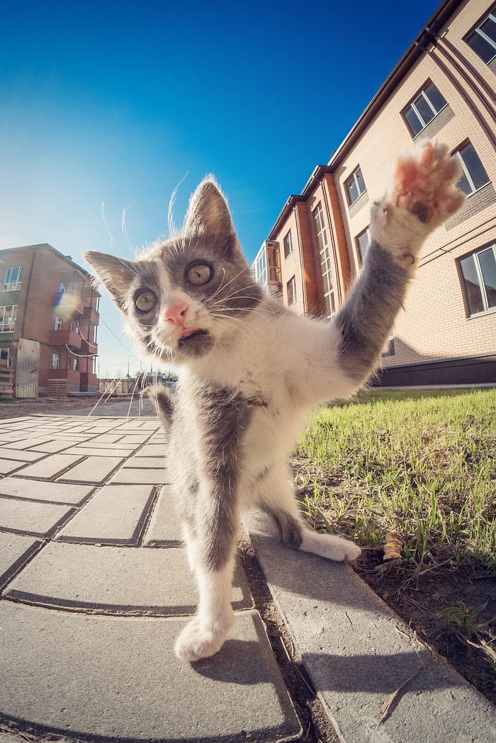 Cat fight with a camera. - My, cat, Games, The photo, Humor, Longpost