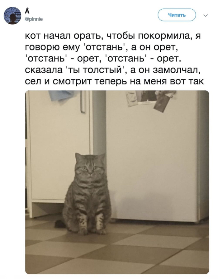 Ну ты, толстый... - Кот, Эй толстый