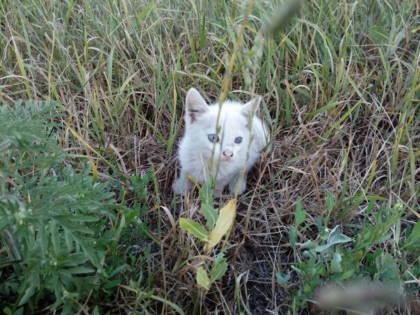 Happy holiday, friend. - My, cat, Foundling, Friend, Longpost