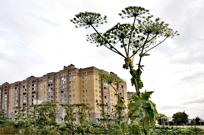 Aggressive green mass - Hogweed, Botany, Plants, Weeds, Chemistry and life, Longpost