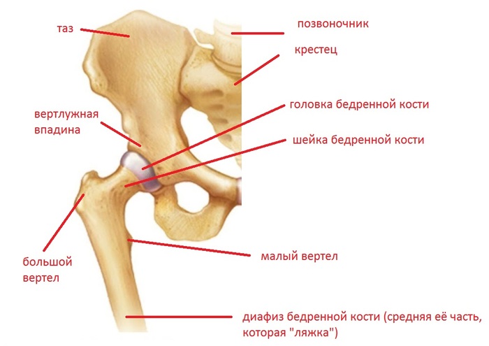 Fractures of the proximal femur - My, The medicine, Traumatology, Fracture, , Longpost, Hips