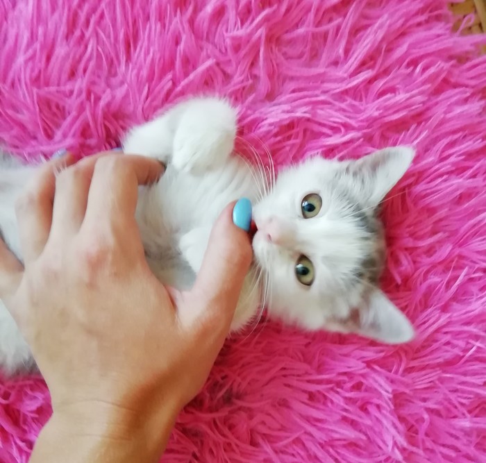 Miraculously, the lucky survivor is looking for a house) it was-became - Kittens, Catomafia, In good hands, Animal Rescue, Longpost, No rating, cat, Poltava, Kharkov