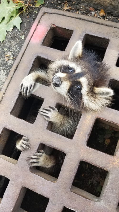 Firefighters rescued a stranded raccoon for two hours - Raccoon, The rescue, Animals, Longpost