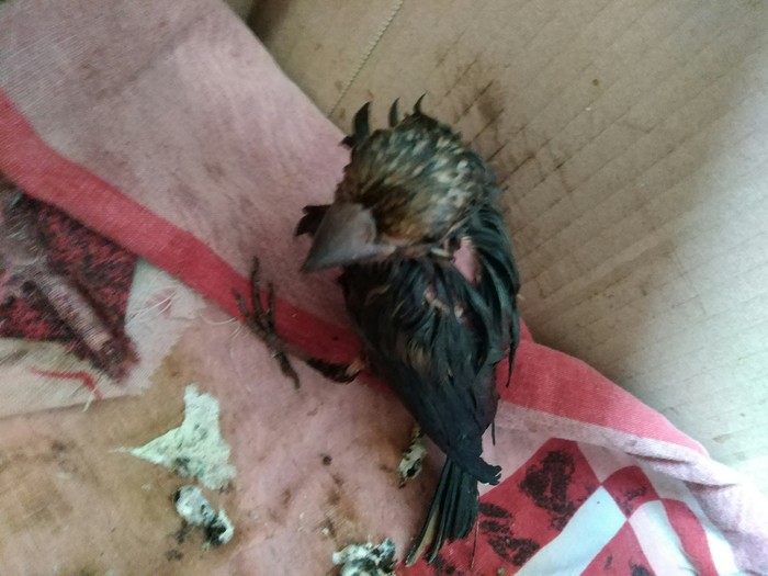 Saved a bird from bitumen. Who is and how to care? - My, Bitumen, The rescue, Help, What kind of bird?, Ornithology, Feeding, Longpost, No rating