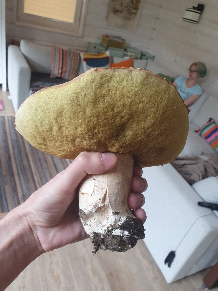 Nakhodka 0.5kg - Porcini, Mushroom pickers, Longpost, Mushrooms