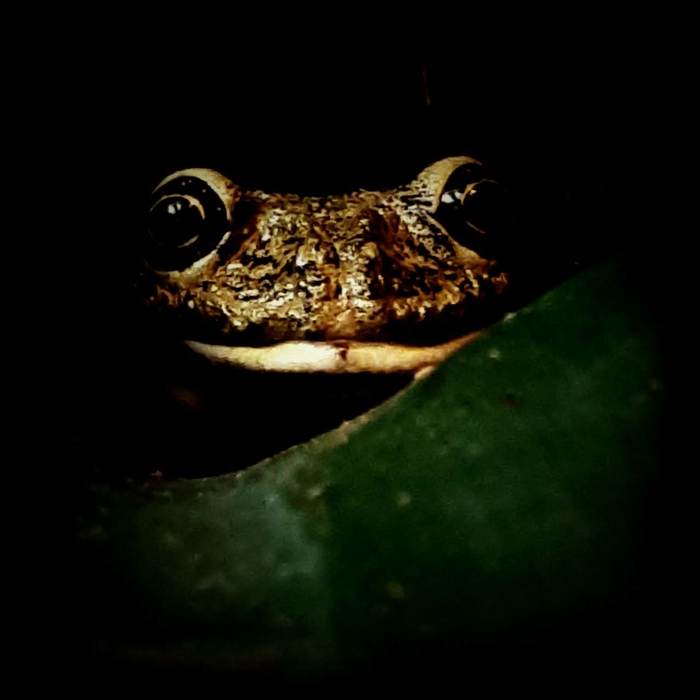 Does the toad press? - My, Toad smothers, Envy, Greed, stinginess, Longpost