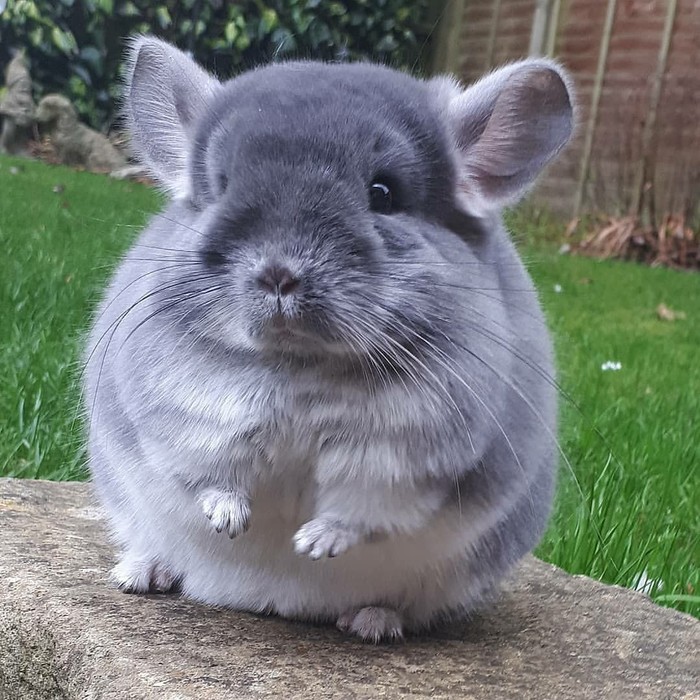 Chinchillas were created for love and warmth, and not for making fur coats from them - Milota, Animals, Nature, Chinchilla, The photo, Longpost