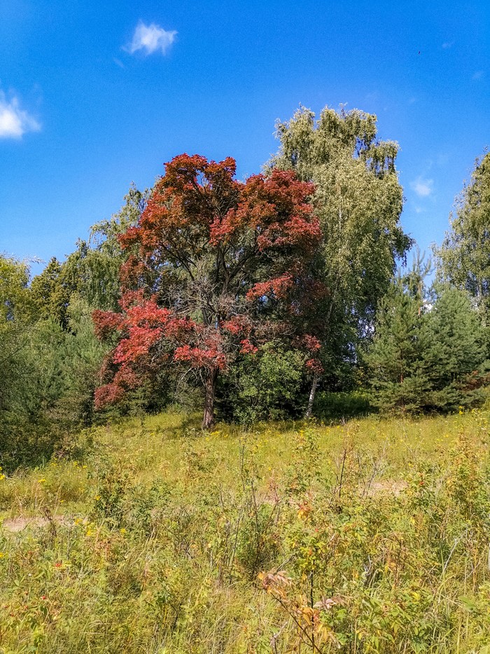 Summer sketches - My, Mobile photography, Longpost, Huawei mate 20, Dzerzhinsk, Nature, Video