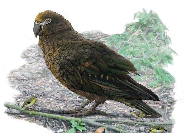 Paleontologists have found the fossil remains of a meter-long parrot - A parrot, Paleontology