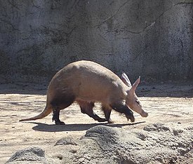 Óäèâèòåëüíûå ìëåêîïèòàþùèå, î êîòîðûõ âû íå çíàëè Æèâîòíûå, Ìèëîòà, Ìëåêîïèòàþùèå, Äèêèå æèâîòíûå, Ïðèðîäà, Ýêçîòè÷åñêèå æèâîòíûå, Ñòðàííîñòè, Çîîëîãèÿ, Âèäåî, Äëèííîïîñò