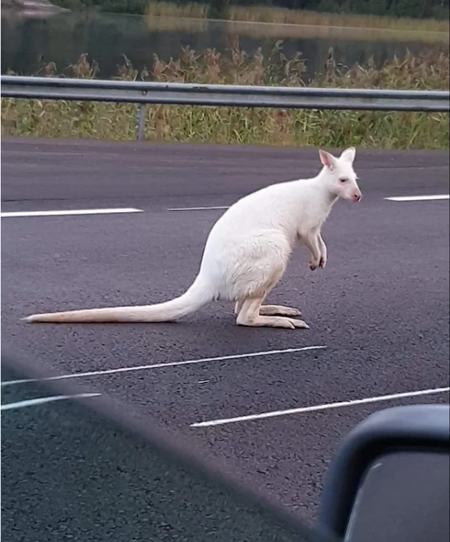 Albino kangaroo. Nothing out of the ordinary, except that this photo was taken in Finland this morning. - Kangaroo, Albino, The photo, Finland, 9GAG