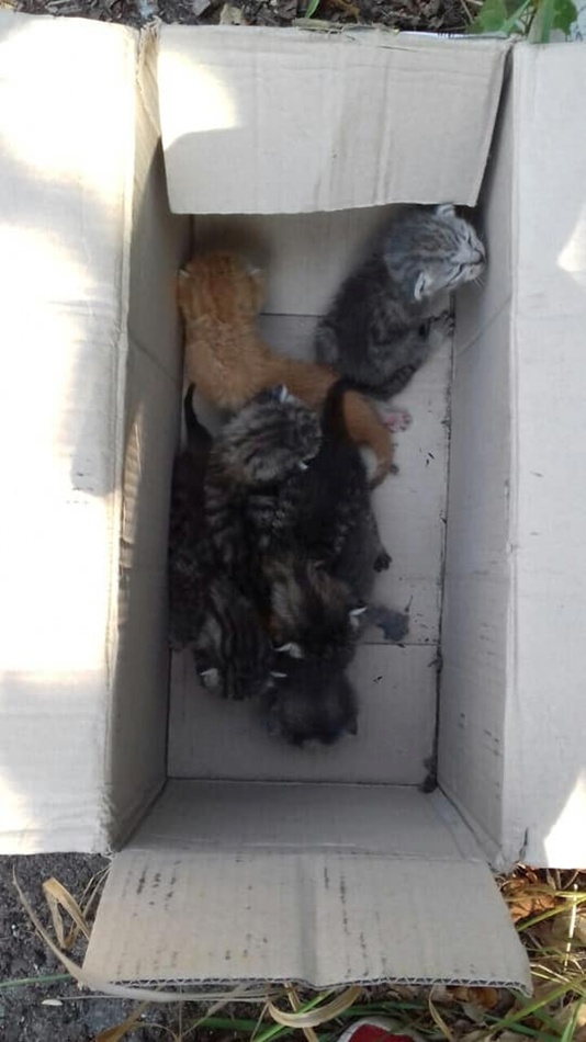 Flayers: a box with 6 kittens was left on the roof - Kittens, Flailing, Shelter, Good, cat, Kindness