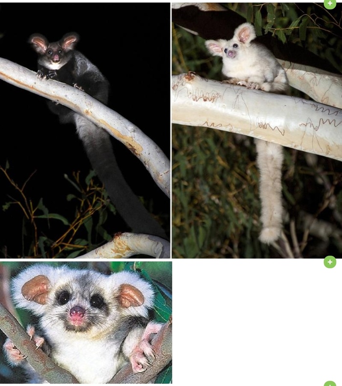 Óäèâèòåëüíûå ìëåêîïèòàþùèå, î êîòîðûõ âû íå çíàëè Æèâîòíûå, Ìèëîòà, Ìëåêîïèòàþùèå, Äèêèå æèâîòíûå, Ïðèðîäà, Ýêçîòè÷åñêèå æèâîòíûå, Ñòðàííîñòè, Çîîëîãèÿ, Âèäåî, Äëèííîïîñò