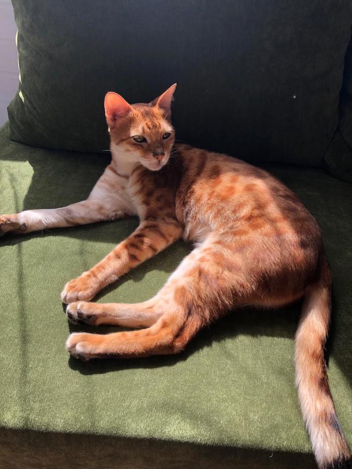 On July 27, 2019, a Bengal red cat disappeared in the area of ??the village of Bogoslovo, Shchelkovsky District, Moscow Region. Finding a reward. Julia, 9295341334 - My, Lost cat, Bengal cat, , , cat, Longpost