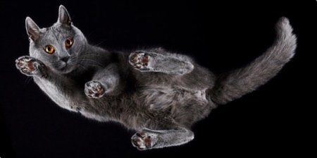 Cats bottom view - cat, Catomafia, Photographer, Longpost