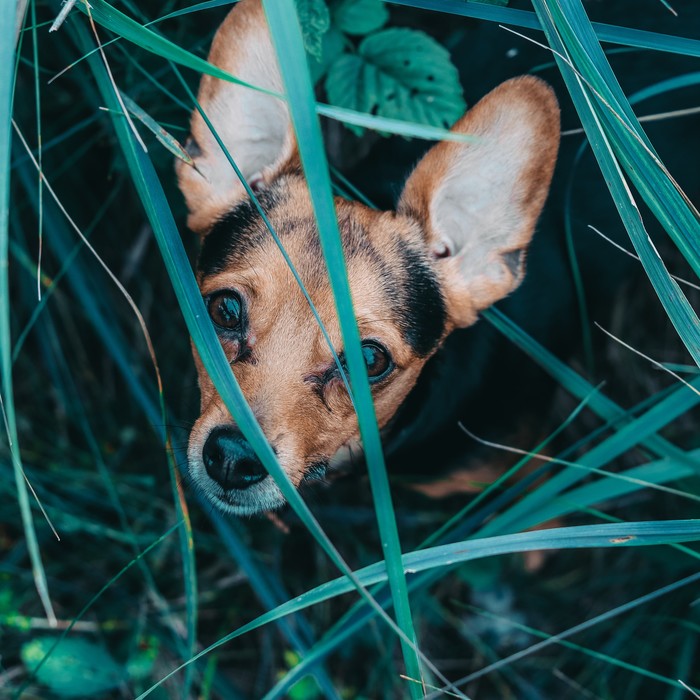 Little animals - My, Canon, Lightroom, Animals, Longpost, Dog