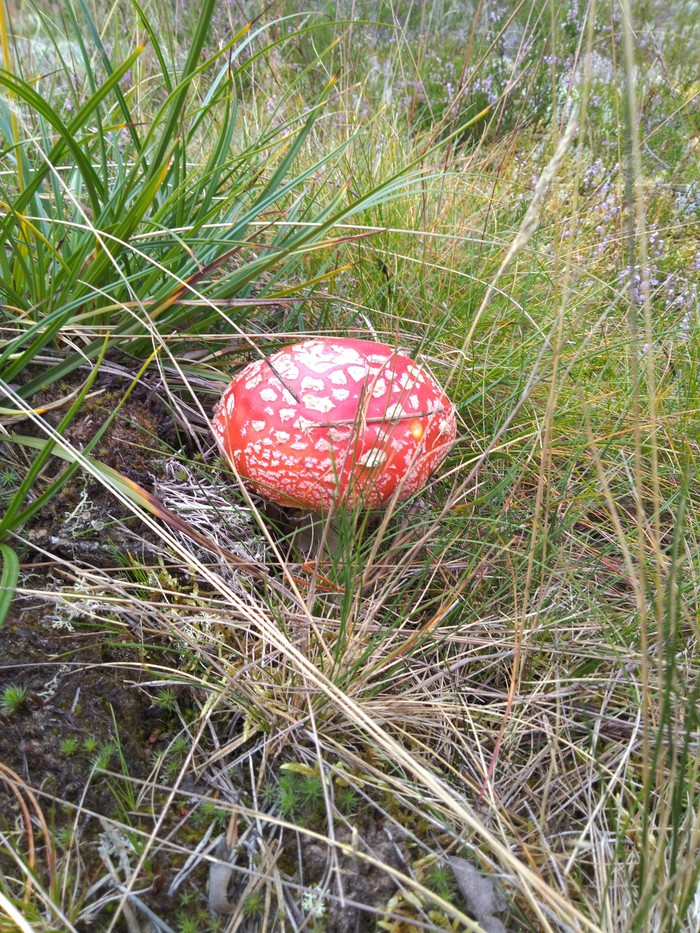 Walk in the woods - My, Walk, Mushrooms, Forest, Longpost