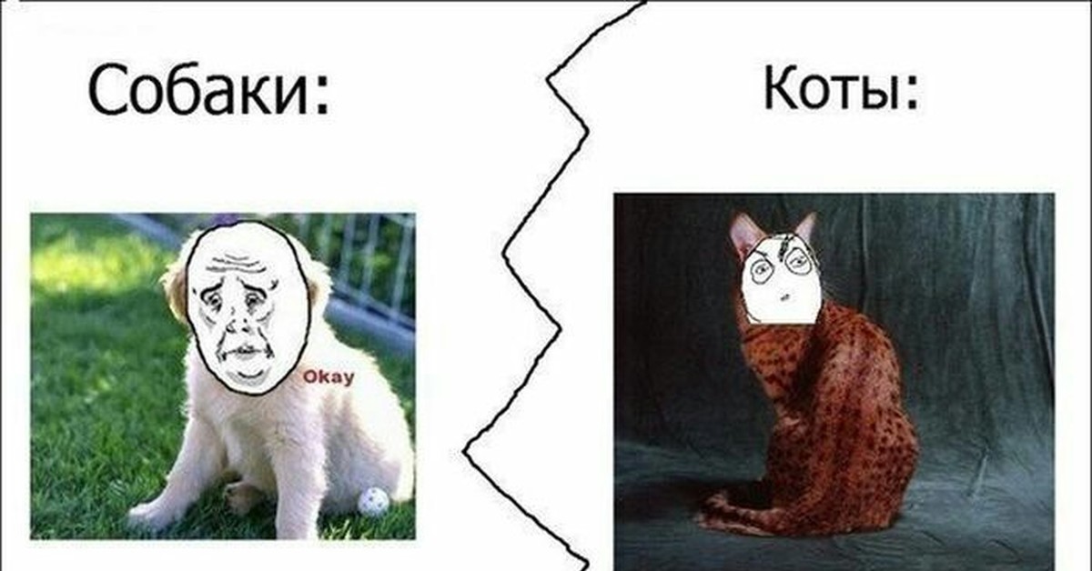 Мем кошка собака. Мемы про котов и собак. Смешные мемы с котами. Прикольные мемы про котов. Кот Мем.