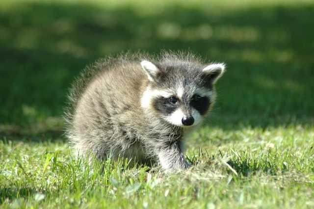 Little raccoon found a big family.. - Raccoon, Humanity, Relationship, Kindness, Milota, Dog, Longpost
