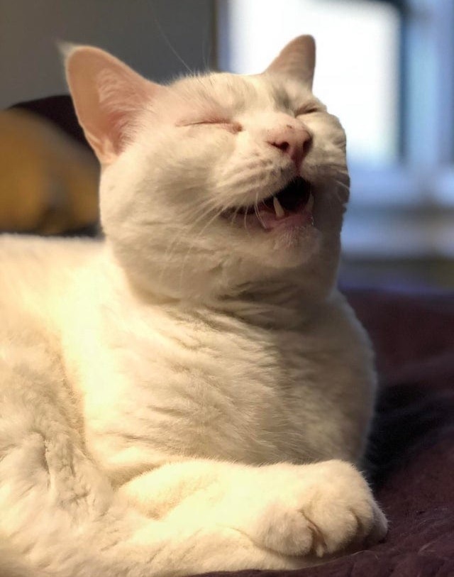 Cats caught in the middle of a sneeze) - cat, Catomafia, Affection, Longpost, Sneeze