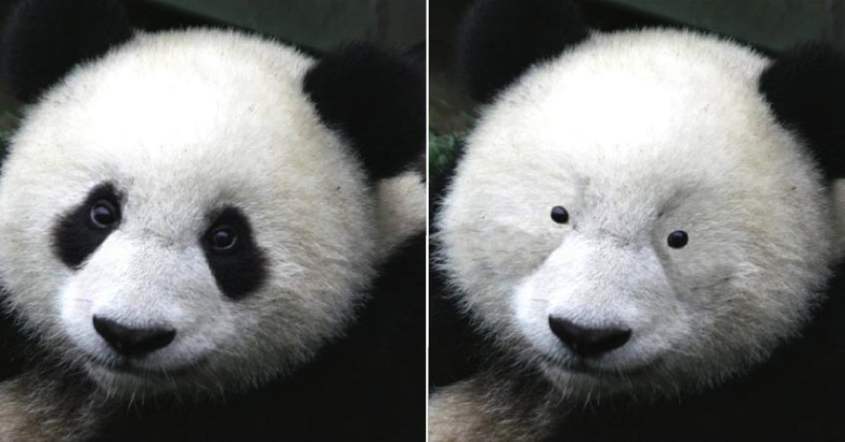 Панда без кругов. Панда без черных пятен вокруг глаз. Панда бед черных кругов. Панда без кругов под глазами. Панда без черных кругов.