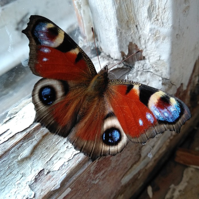 ������ 2018�. �������.