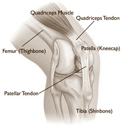 How to strengthen ligaments and tendons - My, Sport, Тренер, Sports Tips, Tendon, Bunch, Research, Muscle, Protein, Longpost