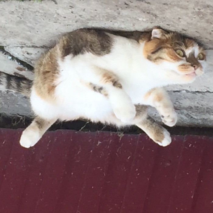 The myth of three elephants and a turtle is debunked or a photo from the series cats in Australia - My, cat, Land, Australia