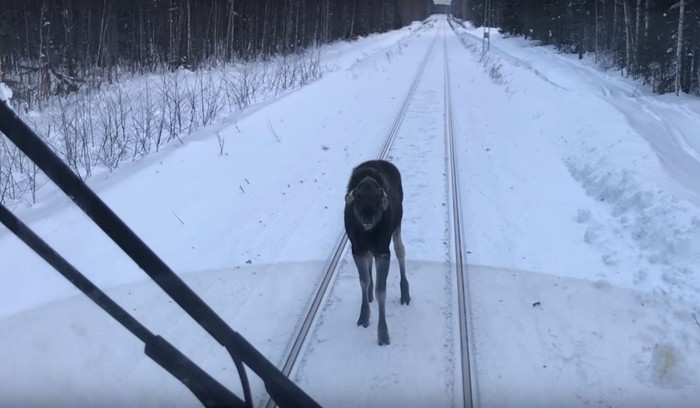 Russian Railways will pay compensation to the state for the elk hit by a train. - Russian Railways, news, Perm Territory, Elk, Fine, Prosecutor's office