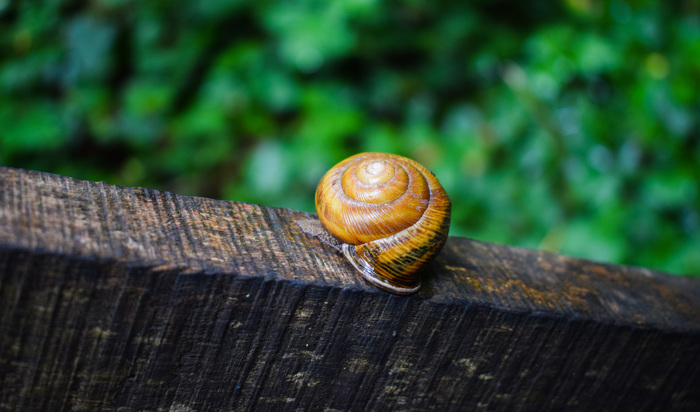 ������ �� �������