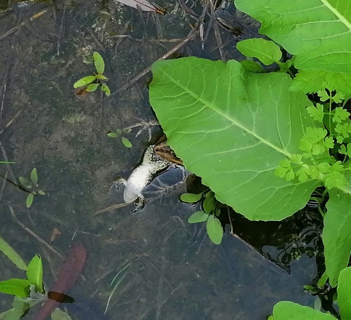 ������� ��� �������