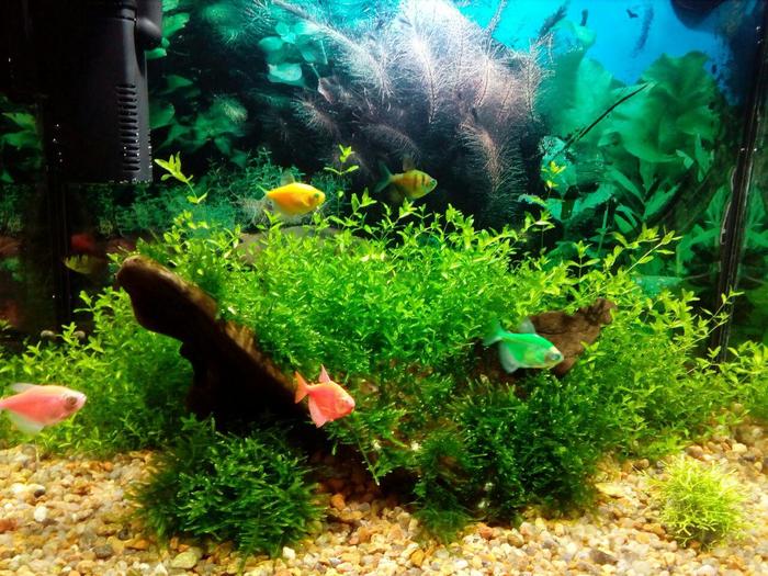 My aquarium today. - My, Aquarium, Thorns, Aquarium, Longpost